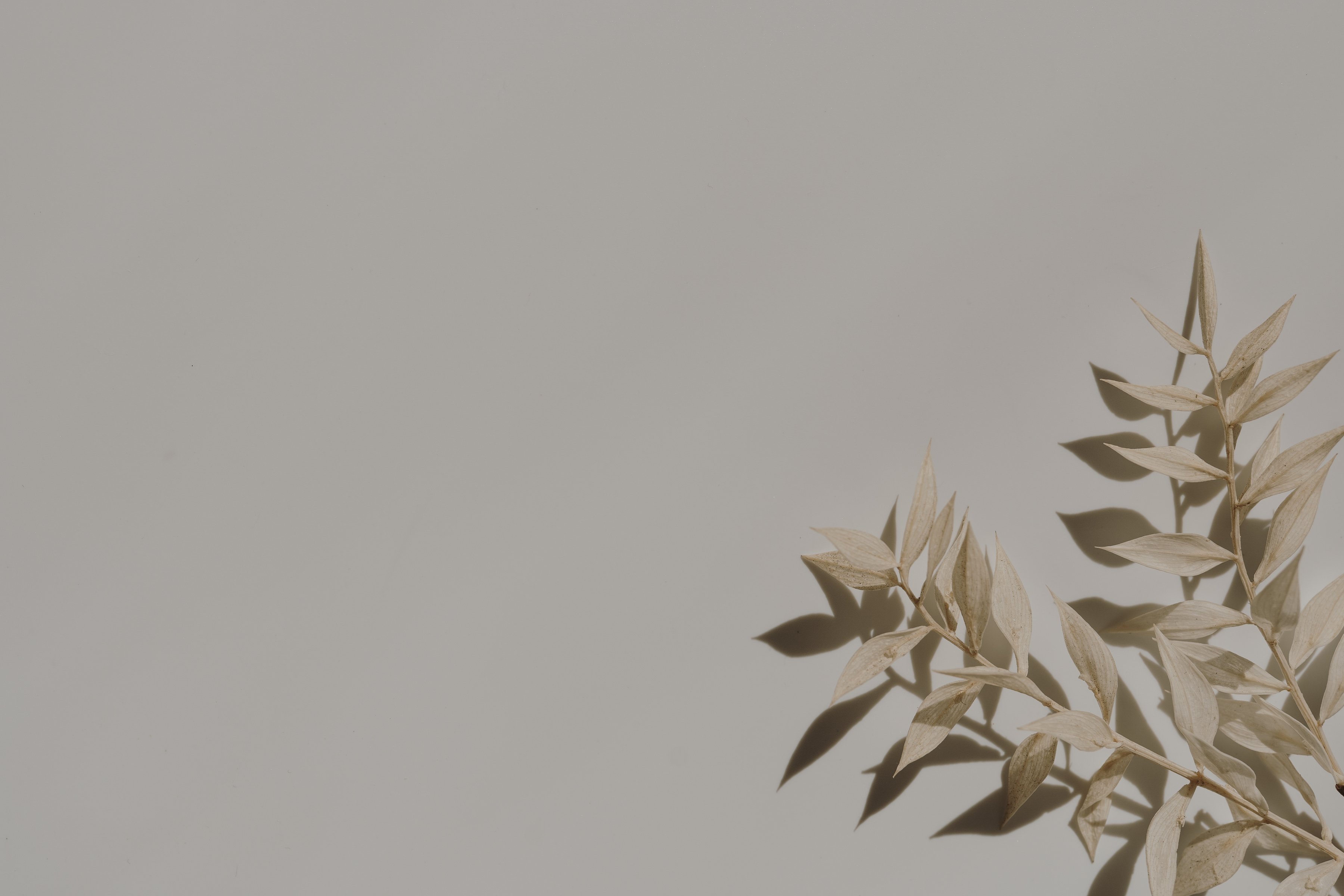 Plant Leaves on Beige Background